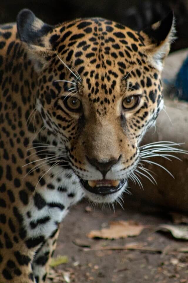 Jaguar