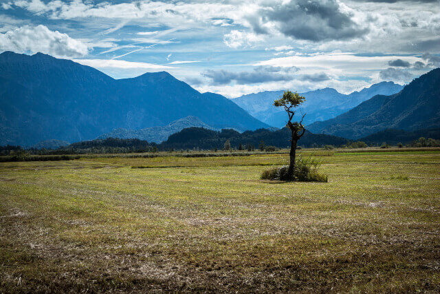 Forest and grassland Grassland