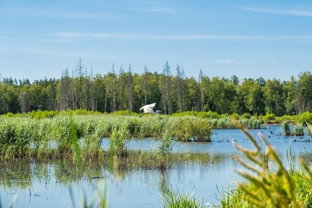 Native species Bird taking flight over water