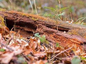 decomposing tree