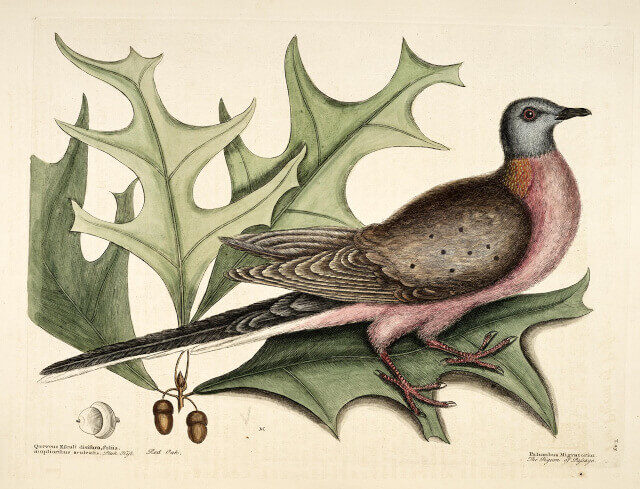 Passenger pigeon Passenger pigeon drawing