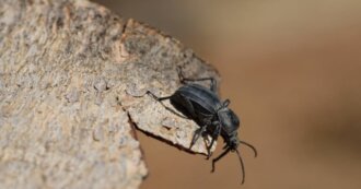 beetle