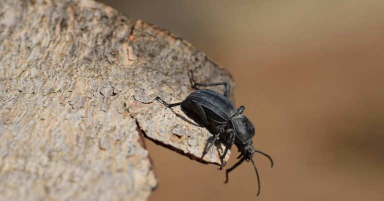 Pine beetle | The Interfaith Center for Sustainable Development Beetle