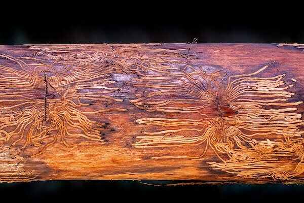Pine beetle infestation