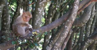 Monkey in a tree