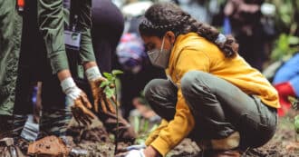 Tree planting