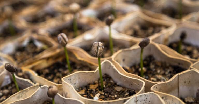 Seedlings