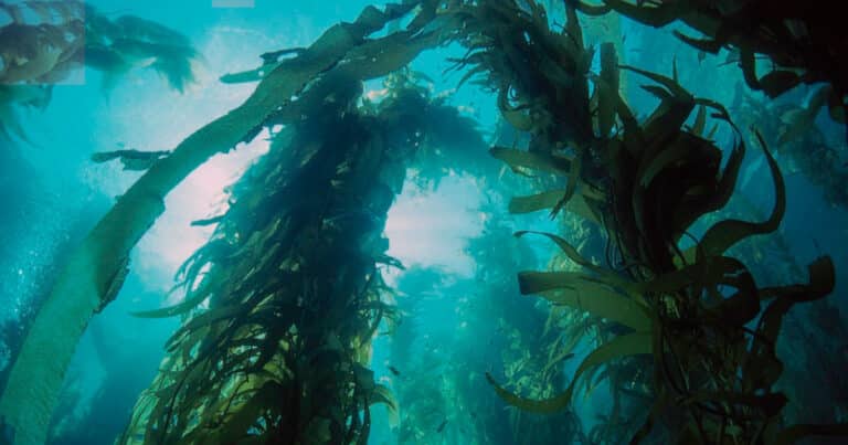 underwater kelp