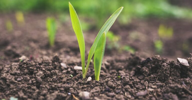Soil | The Interfaith Center for Sustainable Development Soil