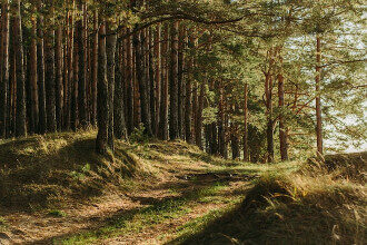 forest trees