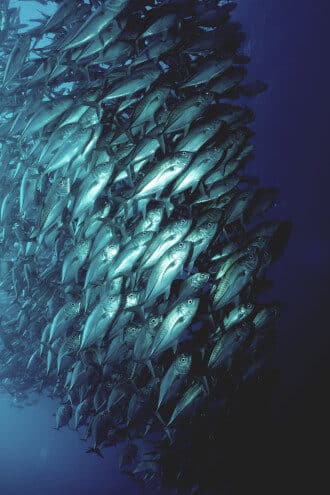 school of fish