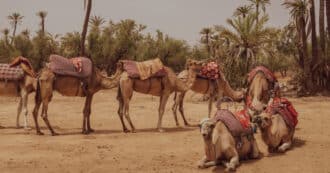 Camels