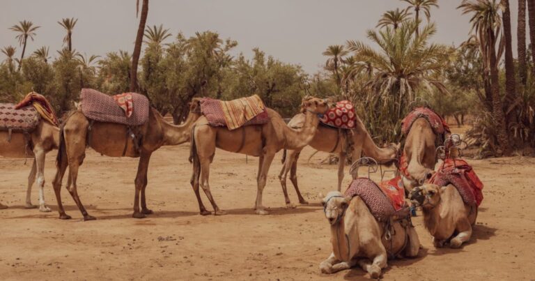 Camels | The Interfaith Center for Sustainable Development Camels