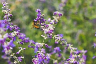 bee amongst flowers