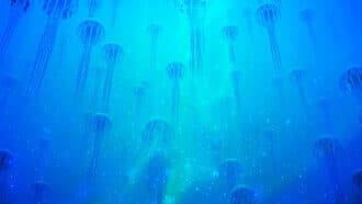 Underwater jellyfish