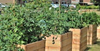Vegetable garden