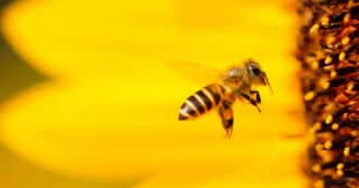 bee