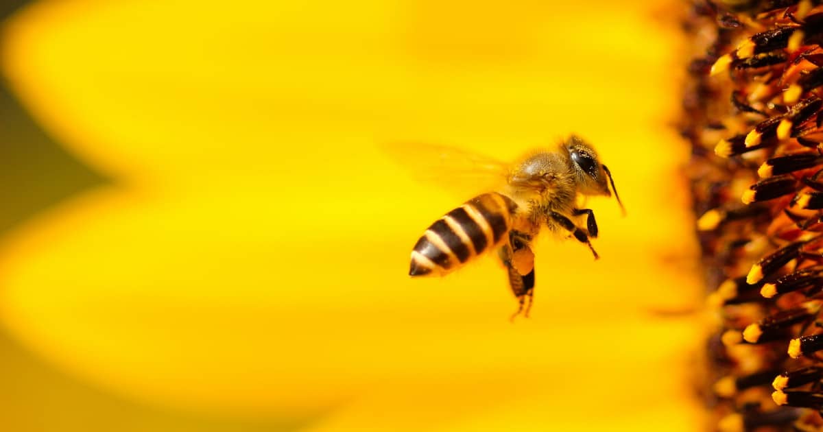 Knowing Why Are Bees Important To Solve The Bee Crisis