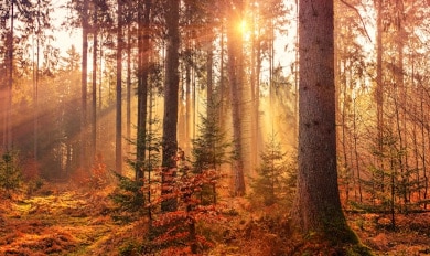 Israeli Groups Organize Global Interfaith ‘Climate Repentance’ Event