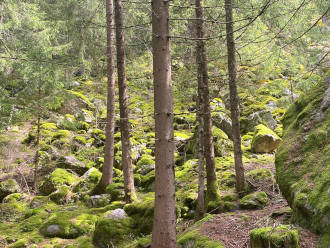 An Italian forest