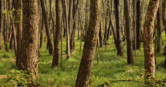 A forest at Lake Orta