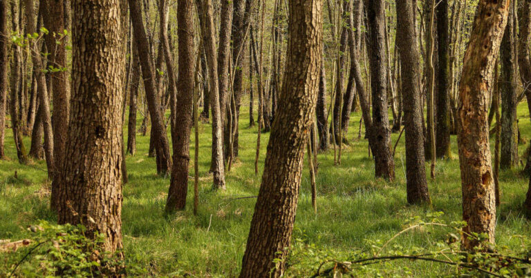 A forest at lake orta