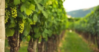 A bunch of grapes in a vineyard