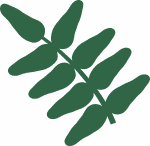 Atlantic Pistachio leaf illustration