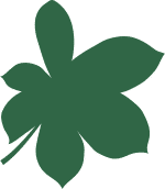 Baobab leaf illustration