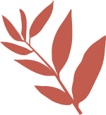 Eucalyptus leaf illustration
