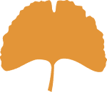 Ginkgo leaf illustration