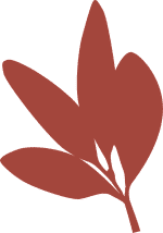 Pomegranate leaf illustration