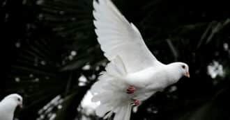 A white dove in flight