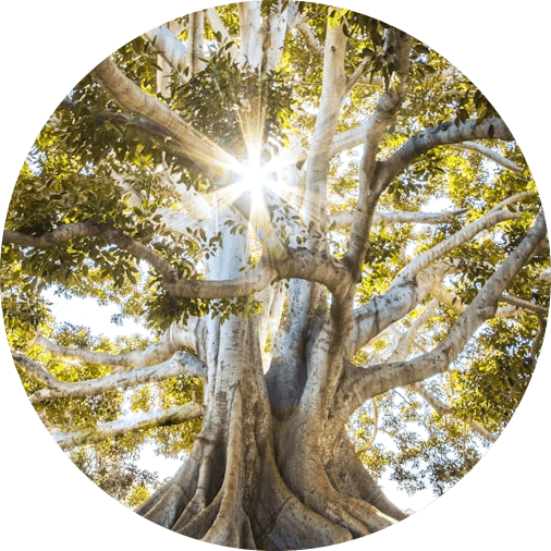 Sunlight shining through a trees branches