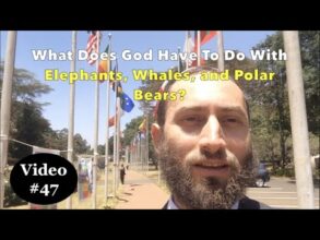 What Does God Have To Do With Elephants, Whales, and Polar Bears?