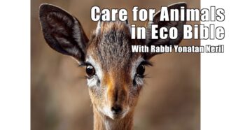 Care for Animals in Eco Bible