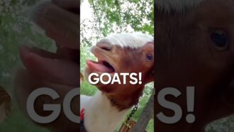 Goats for Hire ?!