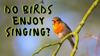 Minister Susan Ritchie Discusses Value of Nature: Do Birds Enjoy Singing?