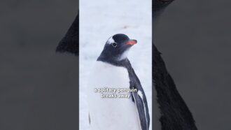 The TRUTH Behind the Lost Penguin