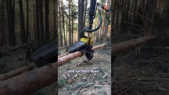 Monks Brilliant Way To Save Trees