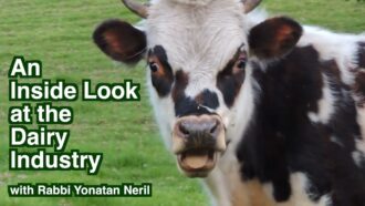 An Inside Look at the Dairy Industry