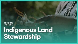 Indigenous Land Stewardship | Tending Nature | PBS SoCal