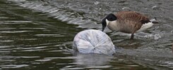 plastic bag in a river
