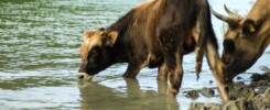 cattle drinking from river